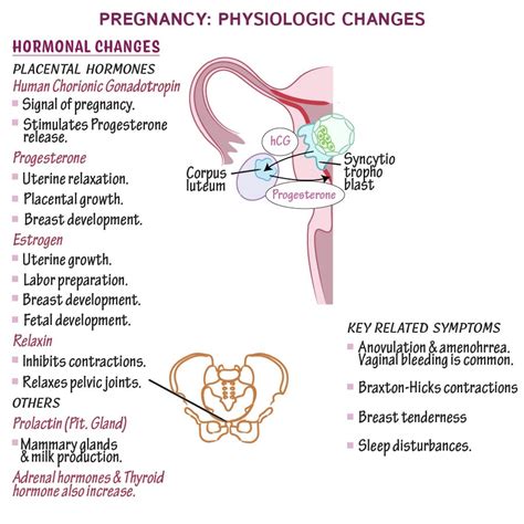 Sensuous Dreams in the Initial Three Months of Pregnancy: Insights into This Psychological and Physiological Phenomenon