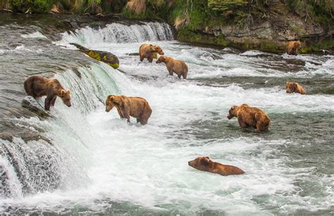 Setting a Goal: Determining Your Role in Preserving Bears