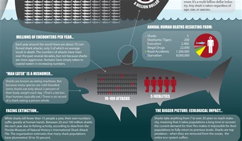 Shark Attacks: Deciphering the Reality and Perception