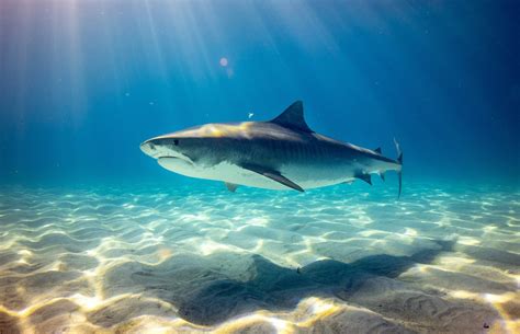 Sharks: Formidable Predators or Misunderstood Giants?