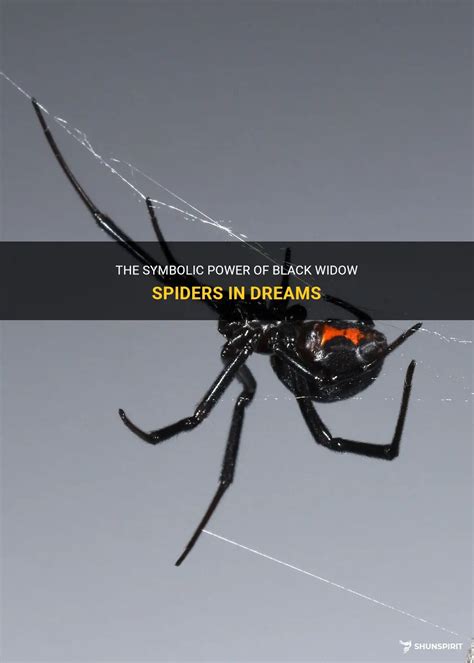 Shedding Light on the Shadow: Investigating the Dark Symbolism of Widow Spiders in Dreams