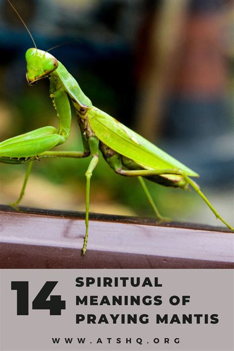 Significance of the Praying Mantis in Various Cultures