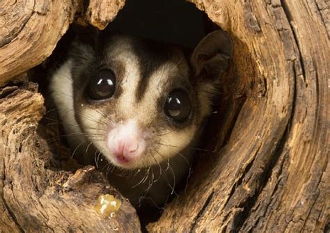 Signs and Solutions for Dealing with a Possum Infestation in Your Home