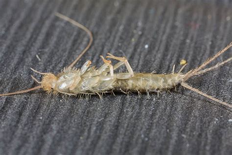 Silverfish: A Symbol of Metamorphosis in Dream Analysis