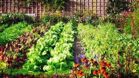 Simple Steps to Maintain a Thriving and Healthy Garden