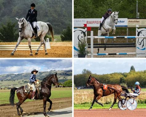 Size Isn't Everything: Mini Horses in Riding and Driving Disciplines