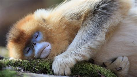 Sleep Patterns in Primates: Deciphering the Enigma of Primate Slumber