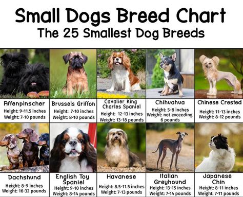 Small Size, Big Personality: Getting to Know Small Canine Breeds