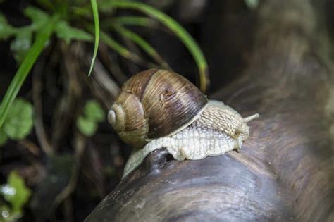 Snails as Metaphors for Slowness and Time Management