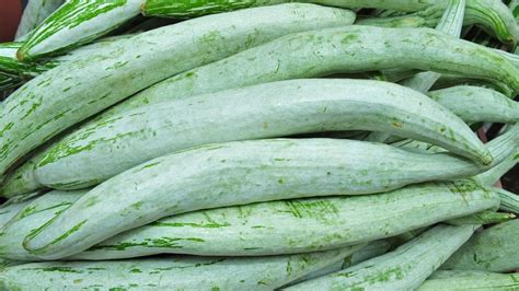 Snake Gourd: An Adaptability Ally in Ayurvedic Medicine