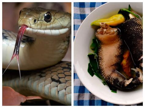 Snake Soup: A Delicacy with Environmental Concerns - Sustainable Options for the Future