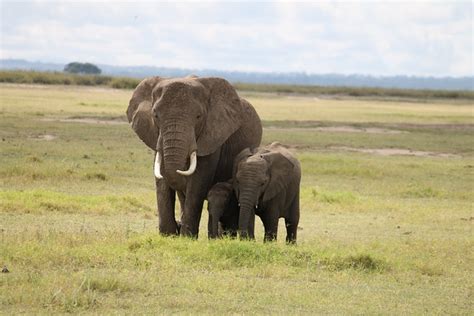 Social Structures of Untamed Elephant Herds: Unveiling the Intricate Dynamics