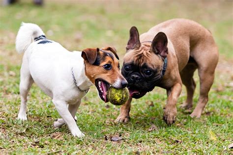 Socializing Your Energetic Pup with Other Canines and Humans