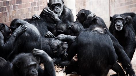 Socializing Your Primate Companion: The Significance of Social Interactions and Playtime