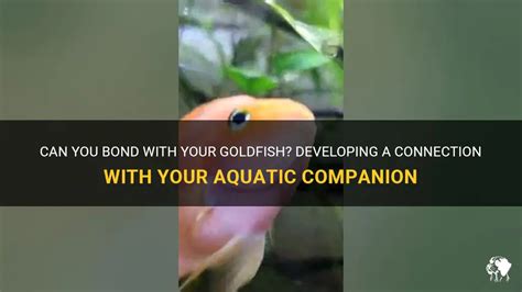 Socializing and Bonding with Your Aquatic Companion