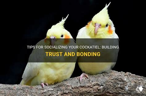 Socializing and Building a Bond with Your Koala