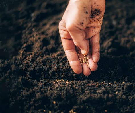 Soil Biodiversity: Unveiling a Hidden Ecological Treasure