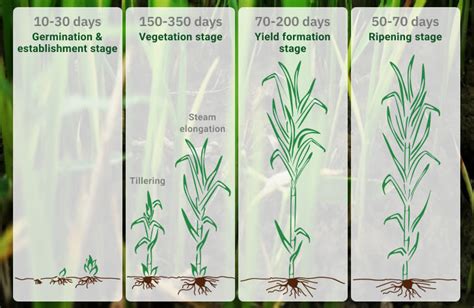 Soil Preparation: Steps for Optimal Growth of Sugarcane