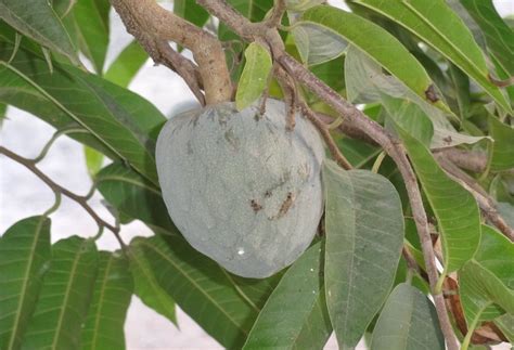 Soursop as a Natural Medicine: Exploring its Potential in Combating Cancer