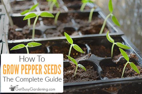 Sowing Pepper Seeds: What You Should and Shouldn't Do