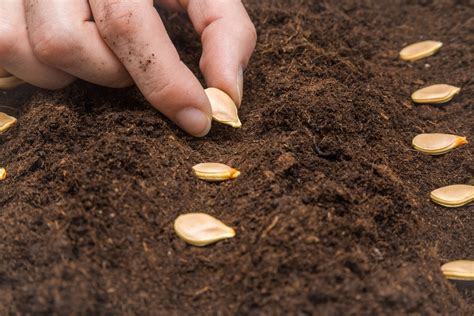 Sowing Pumpkin Seeds: Effective Techniques and Optimal Timing