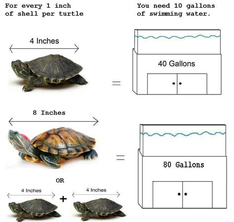 Space Requirements for Keeping Pet Turtles