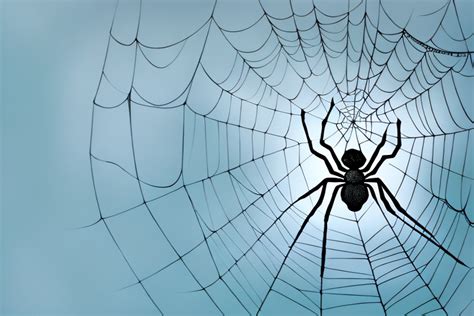 Spider Dreams: Significance and Analysis