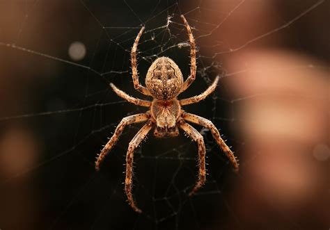 Spider Totems and Their Connection to Dreams