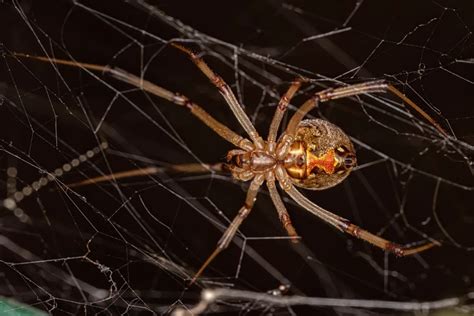 Spiderlings on the Move: Exploring the Dispersal Strategies of Juvenile Spiders