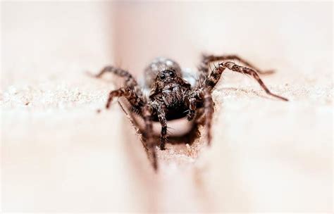 Spiders Chasing Prey: Examining Ambition, Competition, and Success