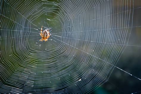 Spiders and Creativity: Weaving the Threads of Imagination