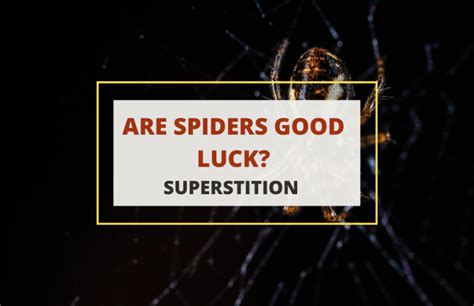 Spiders as Messengers of Good Fortune