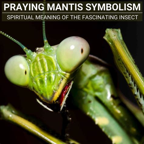 Spiritual Guidance: Deciphering Praying Mantis Dreams through a Metaphysical Lens