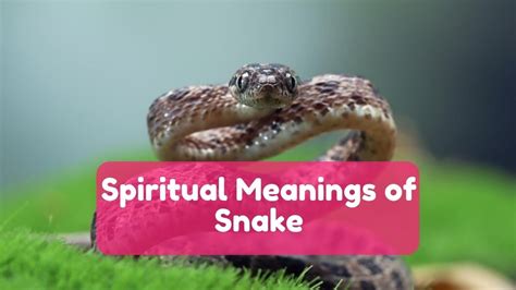 Spiritual Meanings of Serpent Clashes in Dreams