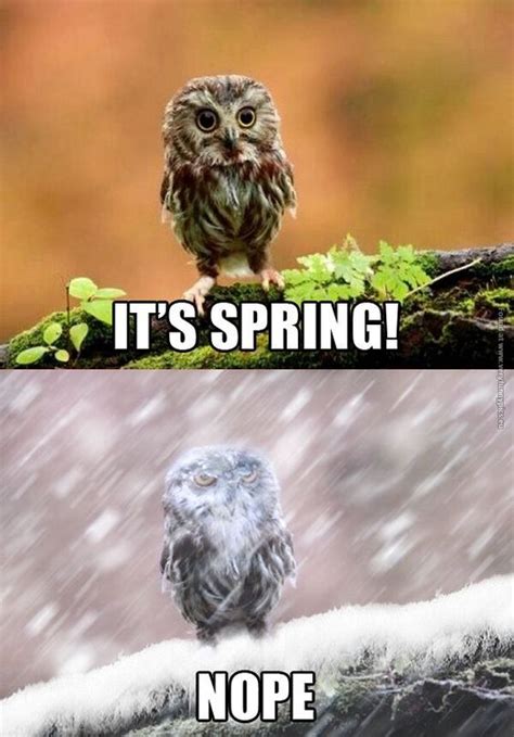 Spring Has Sprung: Unleash the Most Hilarious Seasonal Memes