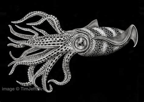 Squid Ink in Art and Design: Unleashing its Aesthetic Potential