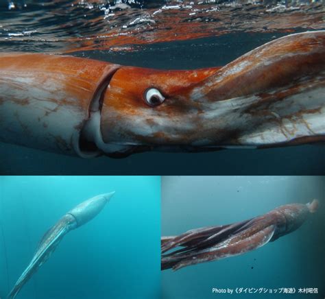 Squid Sightings as Omens: Superstitions and Beliefs