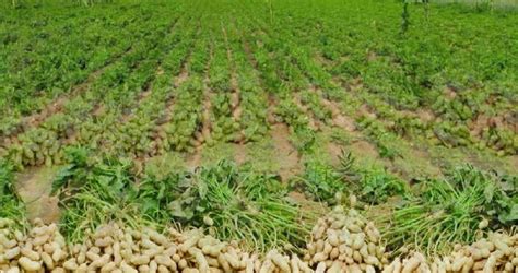 Starting and Managing a Thriving Groundnut Farming Venture