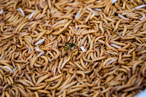 Startling Incident: Maggots Infest Packed Supermarket Shelves