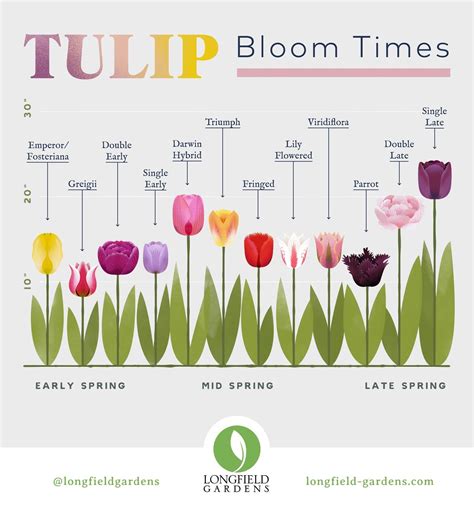 Step-by-Step Instructions for Cultivating Blooming Tulips