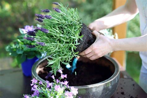 Step-by-Step Instructions for Growing Lavender Orchid Flowers in Your Yard