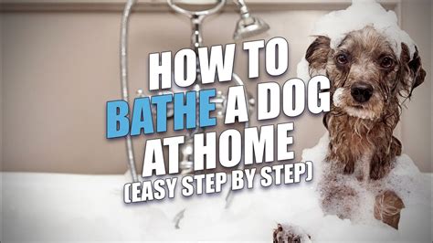 Step-by-Step Tutorial: How to Bathe Your Pooch