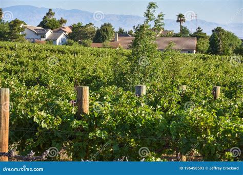 Steps for Establishing and Maintaining a Thriving Vineyard