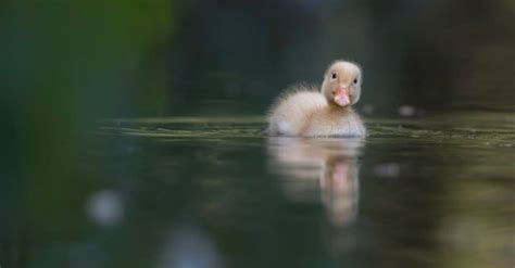 Steps to Follow When You Encounter a Stranded Duckling