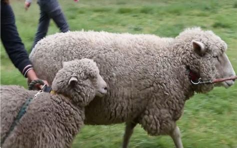 Steps to Take When Rescuing Abandoned or Injured Sheep 