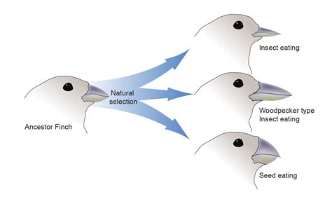 Stool Pigeons in Contemporary Society: Pertinence and Evolving Significance