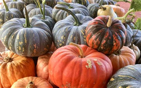 Storing and Preserving Harvested Pumpkins for Long-Term Utilization