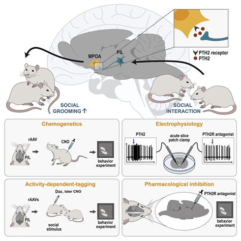 Strategies for Minimizing the Frequency and Severity of Nauseating Rodent-induced Nightmares