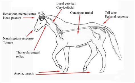 Strategies to Address Recurrent Pursuit Nightmares Involving an Equine Animal