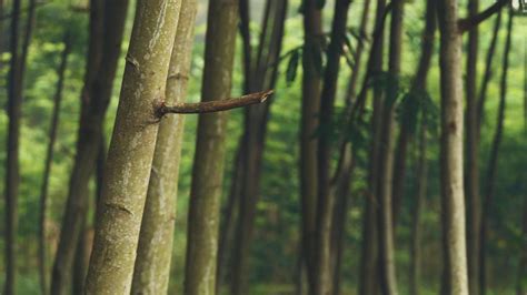 Strength Evolves Into Flexibility: Exploring the Symbolic Traits of Bamboo in Dreams